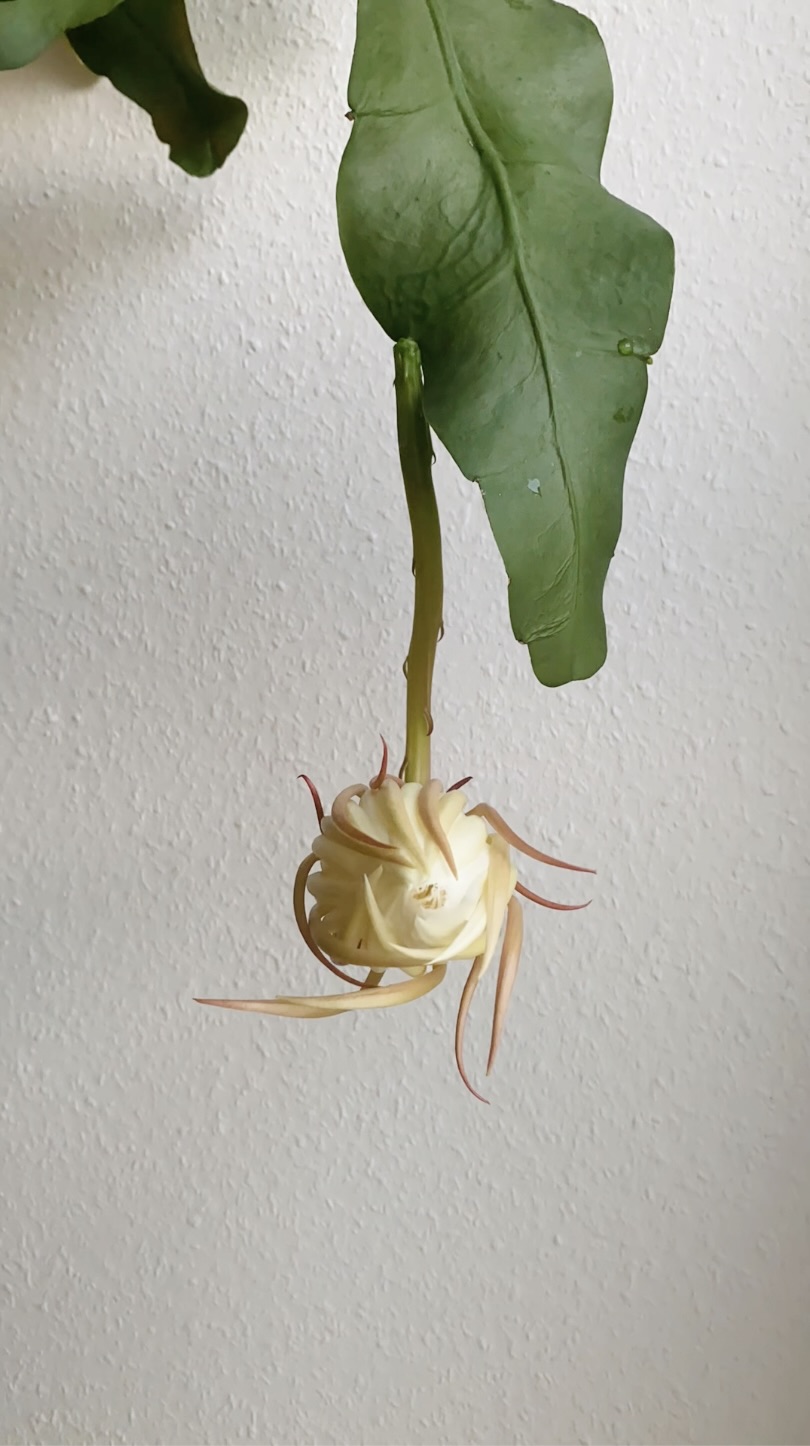 queen of the night cactus blooming Epiphyllum oxypetalum 3